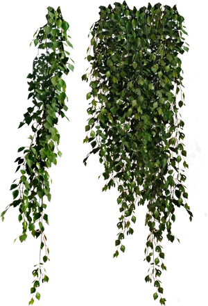 Hanging Green Leaves Black Background.jpg