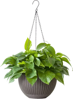Hanging Green Plant Basket PNG image