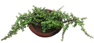 Hanging Green Plantin Terracotta Pot PNG image