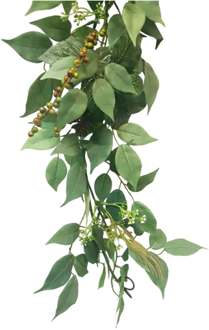 Hanging Green Plantwith Berries PNG image