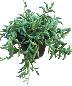 Hanging Green Succulent Plant PNG image