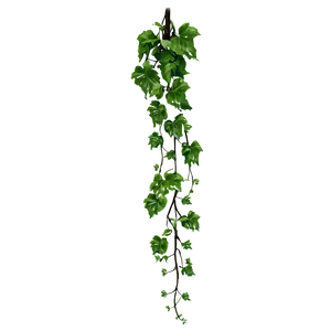 Hanging Green Vine.png PNG image