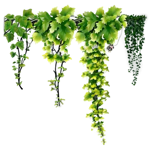 Hanging Green Vines Transparent Background PNG image