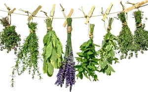 Hanging Herbs Drying Process PNG image