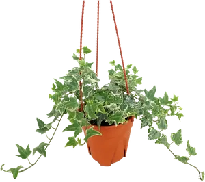 Hanging Ivy Plant Pot PNG image