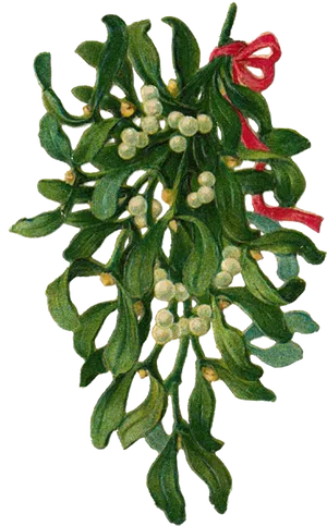 Hanging Mistletoe Bunch.png PNG