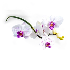 Hanging Orchid PNG 05242024