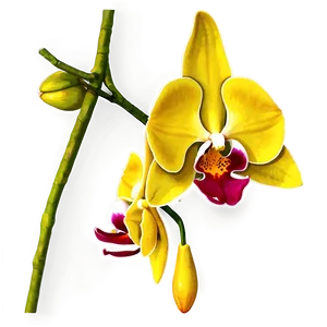 Hanging Orchid PNG Cjd13