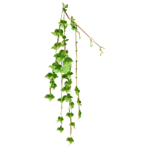 Hanging Plant PNG Eqg36