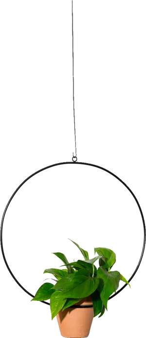 Hanging Pothos Plant Black Background.jpg PNG