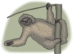 Hanging Sloth Cartoon Illustration PNG