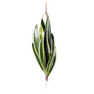 Hanging Snake Plant Png 17 PNG image