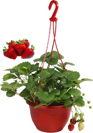 Hanging Strawberry Plant Pot