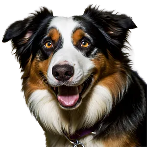 Happy Australian Shepherd PNG Mdw