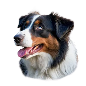 Happy Australian Shepherd PNG Yis