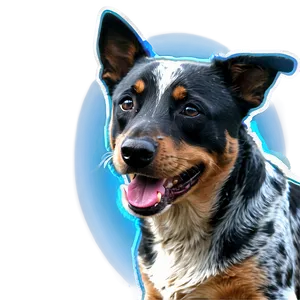 Happy Blue Heeler Png 06282024 PNG image