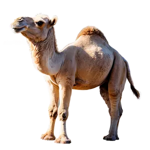 Happy Camel PNG 26