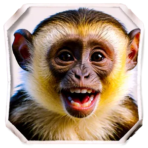 Happy Capuchin Monkey Png 39 PNG image