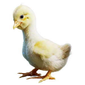 Happy Chick PNG 32