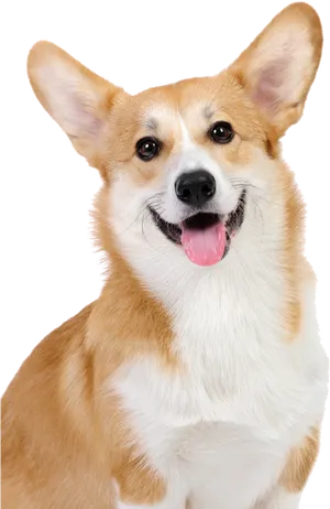 Happy Corgi Portrait