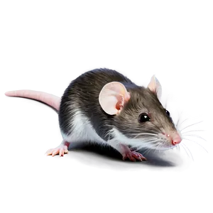 Happy Cute Rat Png 18 PNG image