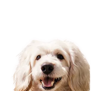 Happy Dog Nose Png 11 PNG image