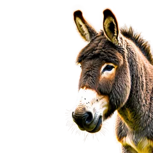 Happy Donkey Clipart PNG Phl