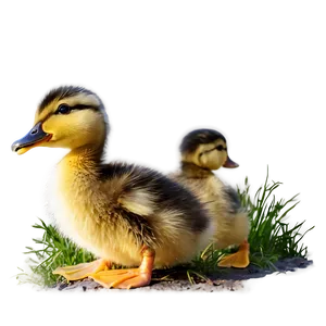 Happy Duckling PNG 06202024