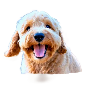 Happy Goldendoodle Face PNG 06262024 PNG