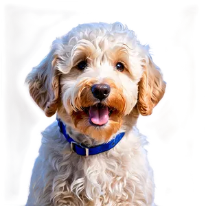 Happy Goldendoodle Face Png Lrh53 PNG image