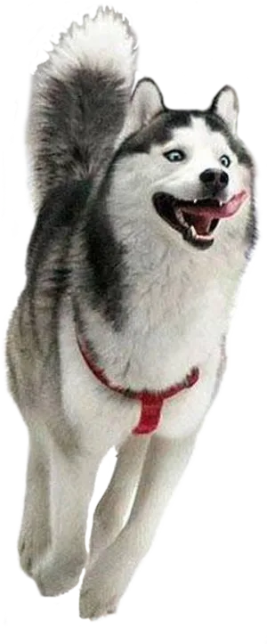 Happy Husky Joyful Run PNG image
