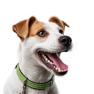 Happy Jack Russell Dog Png 29 PNG image