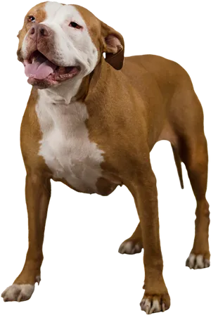 Happy Pitbull Standing Transparent Background PNG image