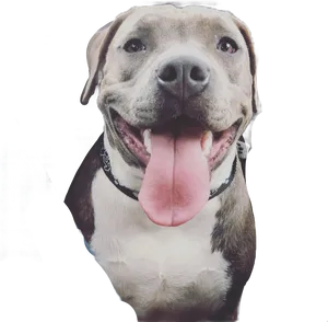 Happy Pitbull With Tongue Out PNG image