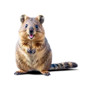Happy Quokka Animal PNG Xiu PNG