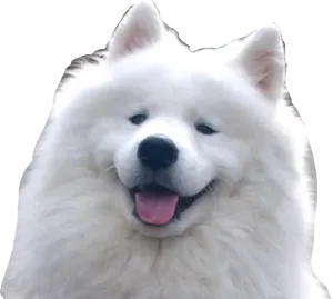 Happy Samoyed Dog Smiling PNG image