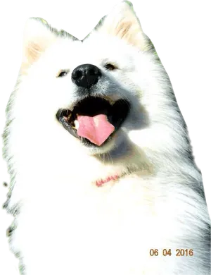 Happy Samoyed Dog Smiling