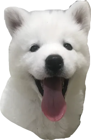 Happy Samoyed Puppy Smiling PNG image