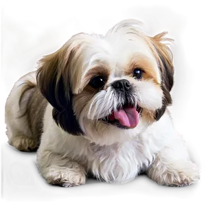 Happy Shih Tzu Smiling Png Xkr26 PNG image