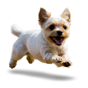 Happy Small Dog Jumping PNG 06252024 PNG