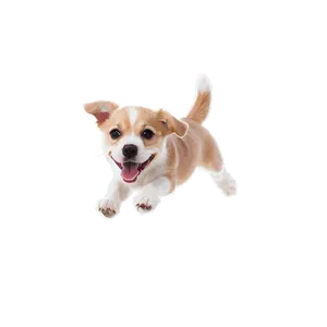 Happy Small Dog Jumping Png 06252024 PNG image