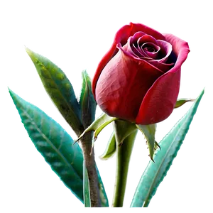 Happy Valentines Day Roses PNG Pue72 PNG