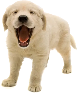 Happy Yawning Puppy