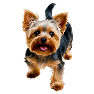 Happy Yorkie PNG Mgk