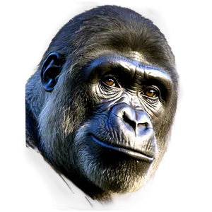 Harambe C PNG image