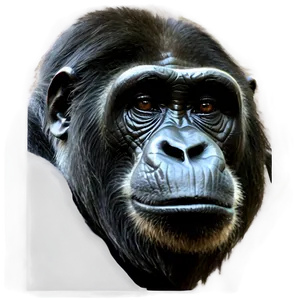 Harambe Cincinnati Zoo PNG Emy28 PNG