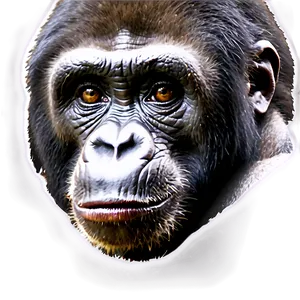 Harambe Endangered Species PNG Amv PNG