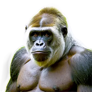 Harambe Wildlife Hero PNG 50