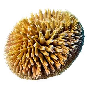 Hard Coral Structure Png 75 PNG image