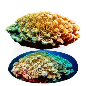 Hard Coral Structure Png Qrs PNG image